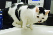 なぜ猫は風呂の水を飲むのか