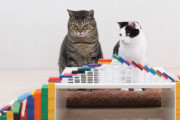 ドミノを倒すさじ加減は猫ちゃん達！？細密に計算されたドミノと二匹の猫が魅せます！