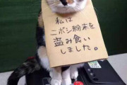 【ねこ画像】どろぼうねこ、こねこいっぱい ほか