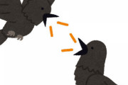 カラスが鳴く理由ｗｗｗｗｗｗｗｗ