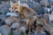 子だくさんのキツネの母さん、13匹の子ギツネの育児に大忙し（アメリカ）