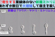 「宿主を殺しながら増殖する」葉緑体のない新種の寄生性ミドリムシを発見