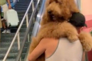 エスカレーターが怖いので…飼い主に当然のごとく抱っこしてもらうゴールデンドゥードル