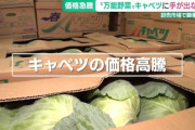 【議論】キャベツ農家「今キャベツが高いと言うが、適正価格に近い。機械、肥料の価格、人件費は毎年上昇してるのにこれまでが変わらなさすぎた」
