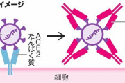 【研究】変異ウイルスにも効くコロナ治療薬候補　阪大などのグループが開発