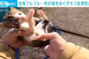【朗報】子猫を海から救出したYouTuber、ニュースになるｗｗｗ　早くも案件も来てる模様！！