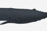【動物】クジラが使っている発声、人間の会話に類似していることが明らかに　