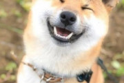 【画像大量】柴犬とかいう可愛すぎるイッヌwwwww
