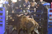 【衝撃】ロデオで大事故。牛の蹴りで顎と頭蓋骨を折られてしまった男性の映像。
