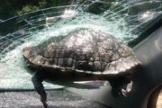 【アメリカ】「一体なぜ？」走行車のフロントガラスに「飛んできた亀」が突き刺さる