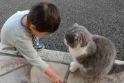 【衝撃画像】保育園まで迎えに来てほしくて“道を教える息子”と“真剣に聞く猫”が「どっちもかわいい」