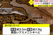 横浜で脱走中のニシキヘビ、自ら鍵を破壊して逃走したもよう
