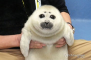 アザラシの赤ちゃんｗｗ