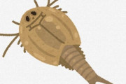 カブトエビとかいう三億年も前から存在してる謎生物ｗｗｗｗｗｗｗｗｗｗ