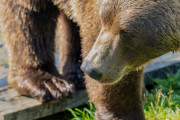 「何回も噛まれているので死んじゃうのかなと」クマに襲われ100針の裂傷と肋骨6本骨折