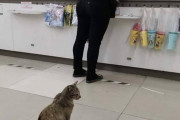 【悲報】猫さん、赤ん坊を襲ってしまう