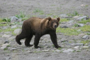 【対策】クマに遭遇した時、絶対にやってはいけない“左右の動き”　日米のクマ研究者が伝授する「伏せて首をガード」