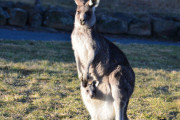 カンガルーって不思議な生き物じゃない？