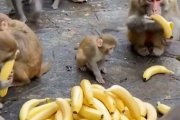 【動画】子猿さん、バナナの争奪戦に参加できずにキョドりまくるｗｗｗｗ