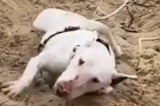 イヌが砂の斜面にいた。寝転んで暴れだす。どうなるの？ → こうなります…