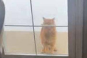 うちのネコが窓の外にいた。中に入れて～！ → こうやってアピールします…