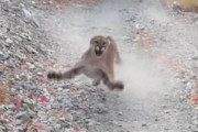 【動画】 ハイキング中にピューマに襲われた男性、放送禁止用語を連発してしまう