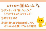 猫が車のエンジンルームに入り込む理由