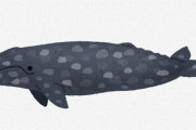 【環境】太平洋に生息するクジラの死、相次いで報告される　なぜなのか？