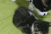 【ねこ画像】先住猫と新入り、舌が出てる、ベッドでリラックス ほか【再】