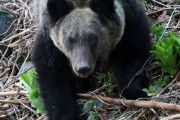 【ハンター】クマ出没しても発砲拒否OK　北海道猟友会が支部に苦渋の通知