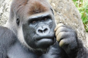 4大ゴリラ雑学「ゴリラは全員B型」「胸を叩く手はパー」「学名はゴリラ・ゴリラ」
