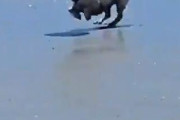【朗報】犬さん、ドリブルがめちゃ上手いｗｗｗｗｗｗｗｗｗｗｗ