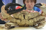【炎上】YouTuberきまぐれクック、特定外来生物の上海蟹を生きたまま捌く違法行為か