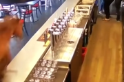 【動画】お洒落なバーに突如競争馬が突入し大暴れ→お店は大パニックになる事態に(；ﾟДﾟ)