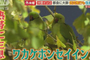 【宝の山】一匹2万円のインコが都会で大繁殖