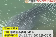 愛媛・岩松川に現れたジンベエザメ死ぬ 10月まで海遊館で飼育の「海くん」と判明
