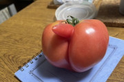 【悲報】トマトさん、ついに高級野菜へｗｗｗｗｗｗｗｗｗｗ