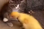 【動画】猫とアヒルがガチ喧嘩した結果