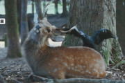【どうぶつ】奈良公園のシカの角をカラス食べた？実はウィンウィンの関係で角の皮はぐ