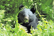 木の実が不作で子連れのクマが人里に…宅地開発で「アーバンベア」の被害相次ぐ