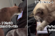うっせぇにゃ！スマホのアラームが鳴ると速攻消しにくる猫