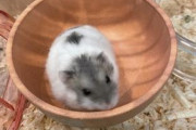 新しいハムスター買ったんで画像さらすｗｗｗｗｗｗｗｗｗｗ
