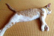 【ねこ画像】ごろごろのびーっ、かごのうえのねこ ほか