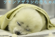 日本の水族館で誕生したワモンアザラシの赤ちゃんが可愛すぎると海外でも話題に（寝姿お顔アップ編）