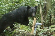 クマの九州上陸はあるのか？山口で生息域拡大