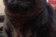 【ねこ画像】ふかふかくろ、ロシアンですから・・・ ほか【再】