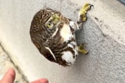 【動画】このフクロウ(*´д｀*)男性の手の上に落ちてくるフクロウが可愛い。