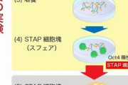 【検証】STAP細胞騒動は結局小保方が1人で起こした事件だったのか