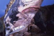 四足歩行怪獣って野生感でるけど…中の人が大変そうだよね