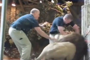 【動画】動物園のライオン、新人飼育員を襲う→ベテラン飼育員とメスライオン「やめろ！」